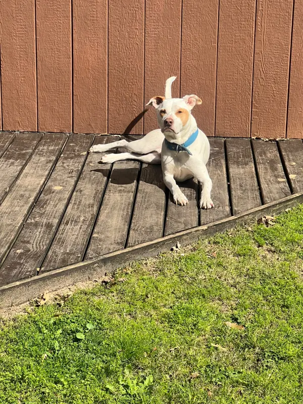 Milo, perro blanco con manchas marrones, echado al sol sobre un deck de madera