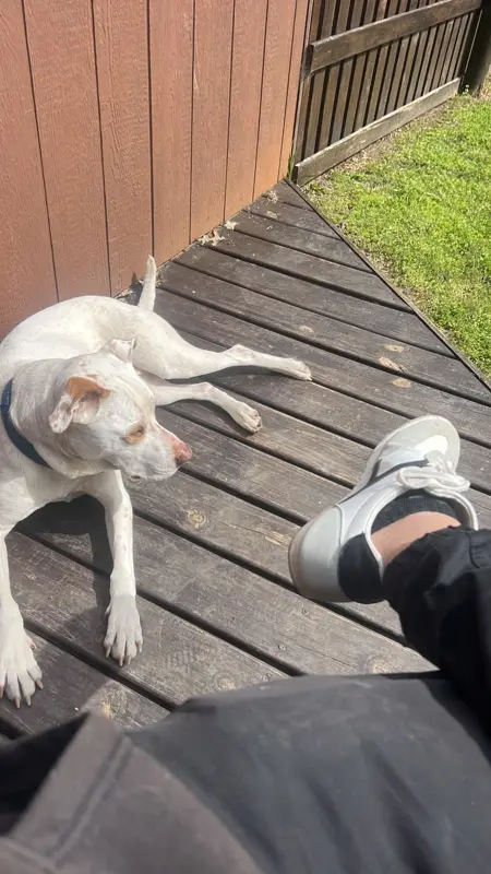 Pachi trabajando al aire libre con Milo echado a su lado
