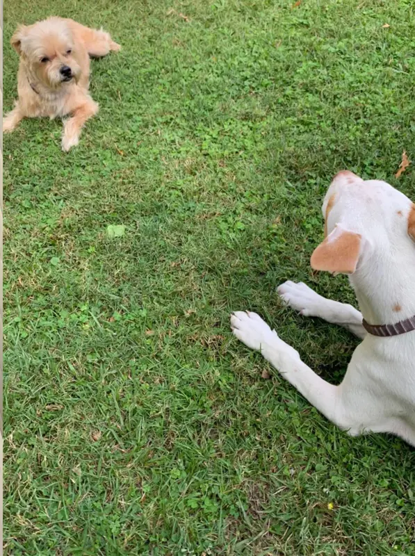 Milo en el pasto frente a otro perro pequeño de pelo claro