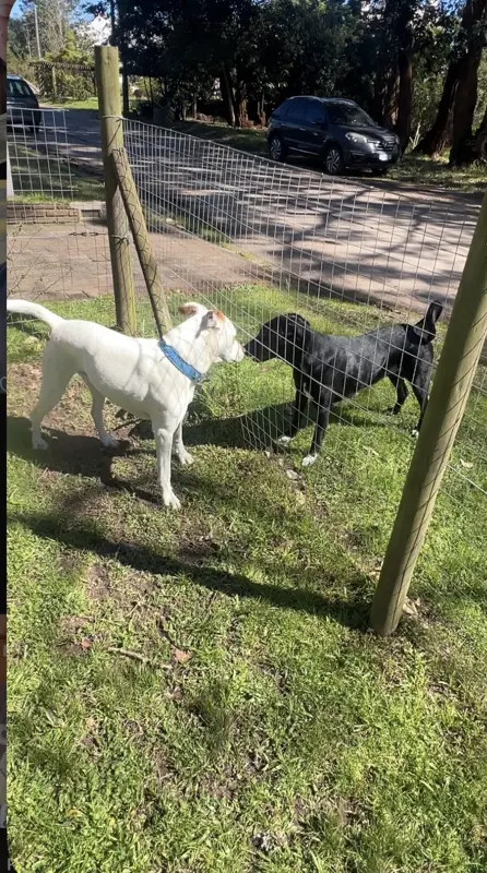 Milo saludando a un perro negro a través de un alambrado